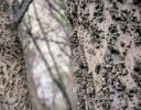 Netleaf Hackberry - Coppell, TX - bark textures vary as warts to layered ridges