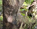 Aged tree stump, beaver teeth-marks