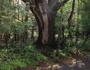 Old Maple in morning light, Sarsparillo Trail, Ottawa, ON