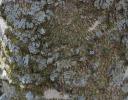 Lichen and moss on the bark of a tree called the “Toothache Tree” (needs confirming); the bark yeilds medicinal properties.