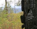 Charred Mexican Pine from a recent fire in the Sierra Madres Mountains