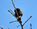 Bur Oak acorns - Lewisville, TX