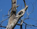 Dead tree beauty