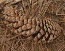 Mexican Pine cone about 8 inches long, southwest Mexico