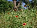 Firewheels and trees - bugs’ eye view, Coppell, TX
