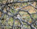 Gary Oak branches, Lewisville, TX