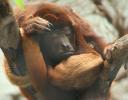 Tired Mama - Female Howler feeding newborn.