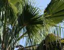 California Fan Palm, Chapala, Mexico