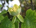 Yellow Poplar flower - this tree is also called the Tulip Tree