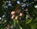Unidentified, maybe a species of Hackberry, North Carolina - positive ID welcome.