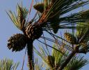 Longleaf Pine cones, North Carolina