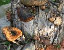Large mushrooms grow back annually on this old tree stump in Kingston, ON