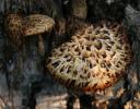 Mushrooms