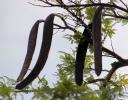 Flamboyant tree pods with new leaf growth - Chapala, Mexico