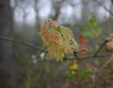 New Oak leaves during mid-March, NE Texas