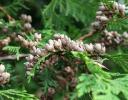 Port Orford Cedar cone spray, ornamental, Kingston, Ontario