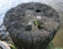 Growth on an old pier log, Plymouth, NC