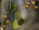Perhaps Ash fruit - leaf in photo is from a seperate vine - Coppell, TX