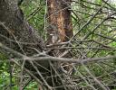 Squirrel, Stony Swamp Trail, Ottawa, Ontario