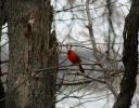 Cardinal at the Dallas Arboretum, early January