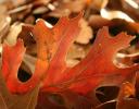 Raking leaves, Red Oak in the sun