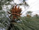 Mexican Pine - long reddish brown male flowers surround the tip, female