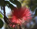Native to New Zealand, flowering at Christmas time, photographed at a nursery in Mexico, flowering tree known as the Christmas Tree