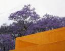 Jacaranda in Ajijic, Mexico