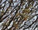 Linden flowers, early March, Lewisville-Coppell border, TX