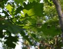 Oak, 700-900 species worldwide