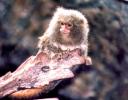 Pygmy Marmoset, no more than 8inches high, with the tiniest little hands.