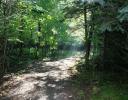 Sunbeams, early July, Sarsparillo Trail, Ottawa, ON, Canada