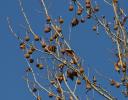 Sycamore drupes - Coppell, TX in January