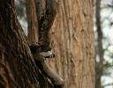 Downy Woodpecker at the Dallas Arboretum