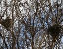 Nests, Dallas Arboretum