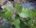 Young River Birch seedling growing directly by the Ottawa River, Ontario, Canada