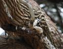 Downy Woodpecker at the Dallas Arboretum
