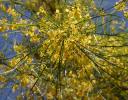 Yellow Spray - still researching ID; photographed at a tree nursery in Mexico