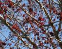 Maple flowers blooming in February in Lewisville, Texas