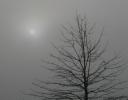 Foggy January, Bald Cypress