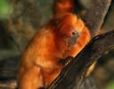 Golden Lion Tamarin