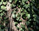 Ivy-covered Oak trees, Fort Worth Zoo, Texas