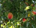 Peaches in June, Lewisville, Texas