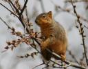 Squirrel - Coppell, Texas