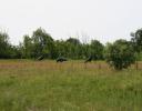 3 large statues of crows in a field - New York state, just outside the Canadian border