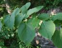 Basswood leaves in July, Southern Ontario