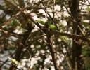 Green Anole, September in Lewisville, TX