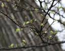 New Sping buds, Coppell, TX
