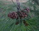 Lodgepole Pine, eastern Wyoming - Cones are technically the conifers’ fruit.
