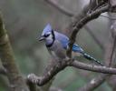 Blue Jay at the Dallas Arboretum